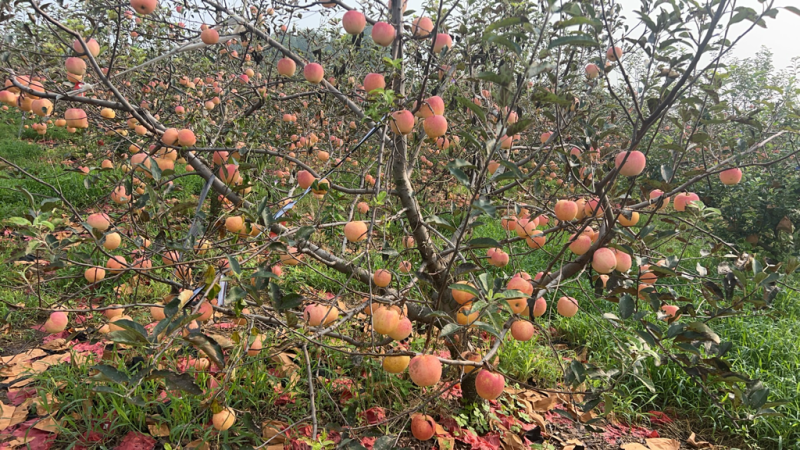 g嘎拉苹果，嘎嘎