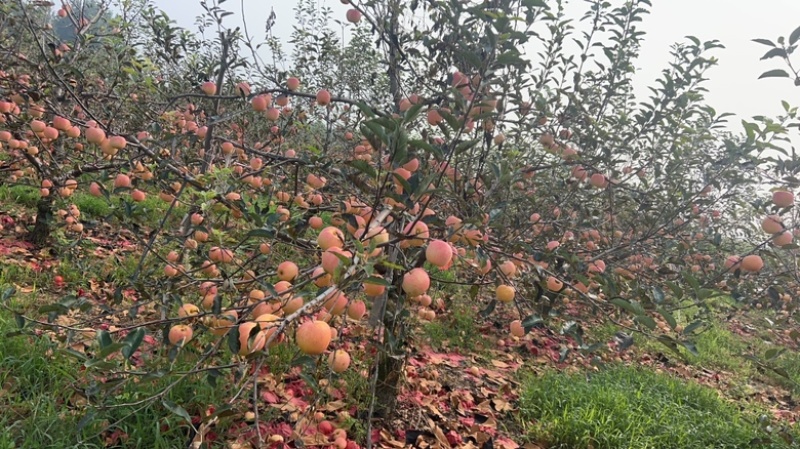 g嘎拉苹果，嘎嘎