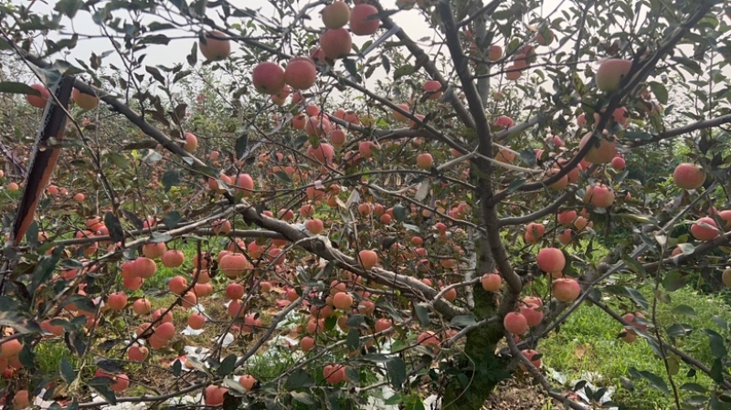 g嘎拉苹果，嘎嘎