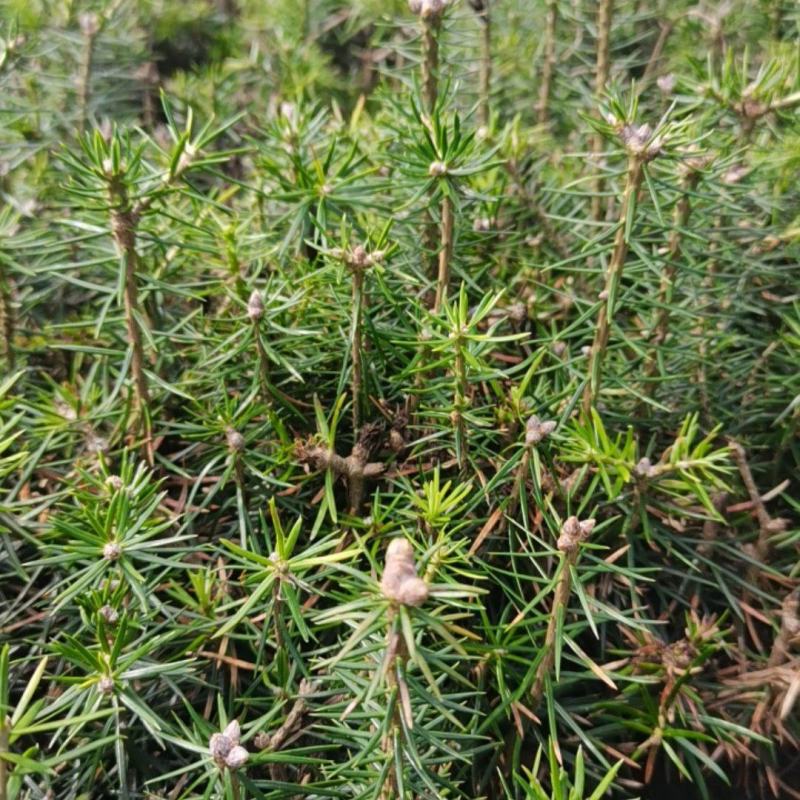 冷杉小苗，冷杉三年苗，沙松苗