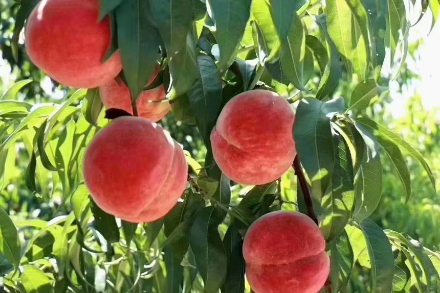 桃枝在阳光下生长的自然景象