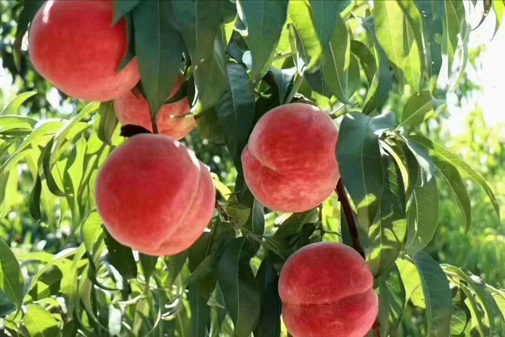 突围桃挂满枝头