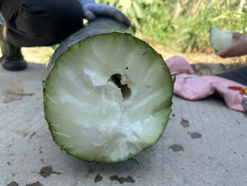 贵州吊冬瓜