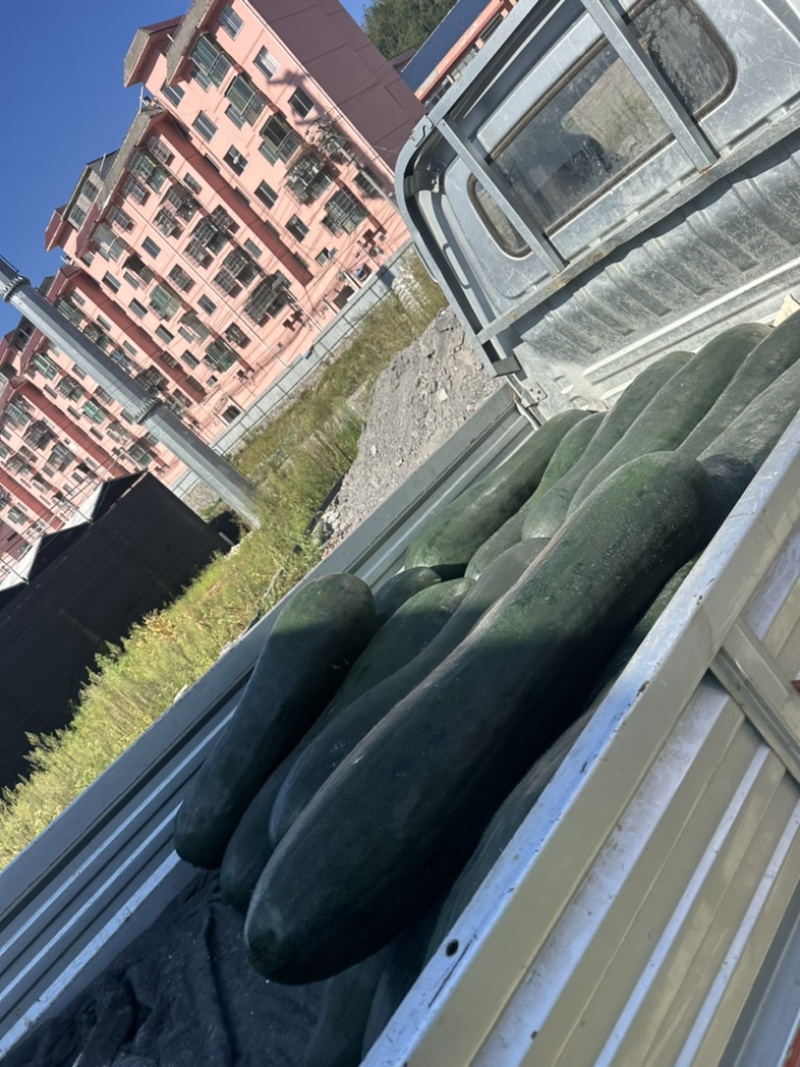 贵州吊冬瓜