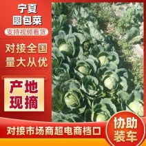 精品绿甘蓝，圆包菜，大量上市需要的全国发货非诚勿扰