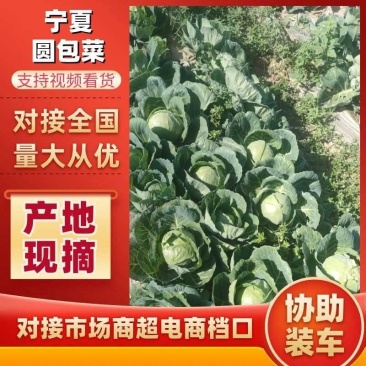 精品绿甘蓝，圆包菜，大量上市需要的全国发货非诚勿扰
