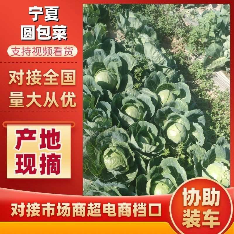 精品绿甘蓝，圆包菜，大量上市需要的全国发货非诚勿扰