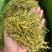金银花批发供应金银花河南封丘优质山金银花花草茶