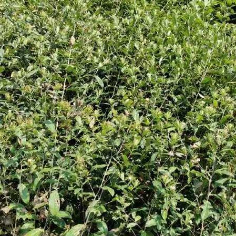 新鲜苍术产地直供长期稳定供应