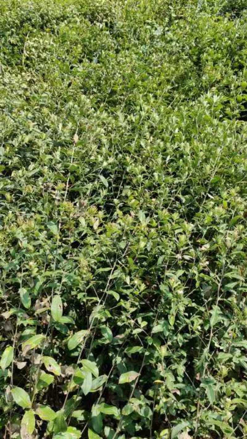 新鲜苍术产地直供长期稳定供应