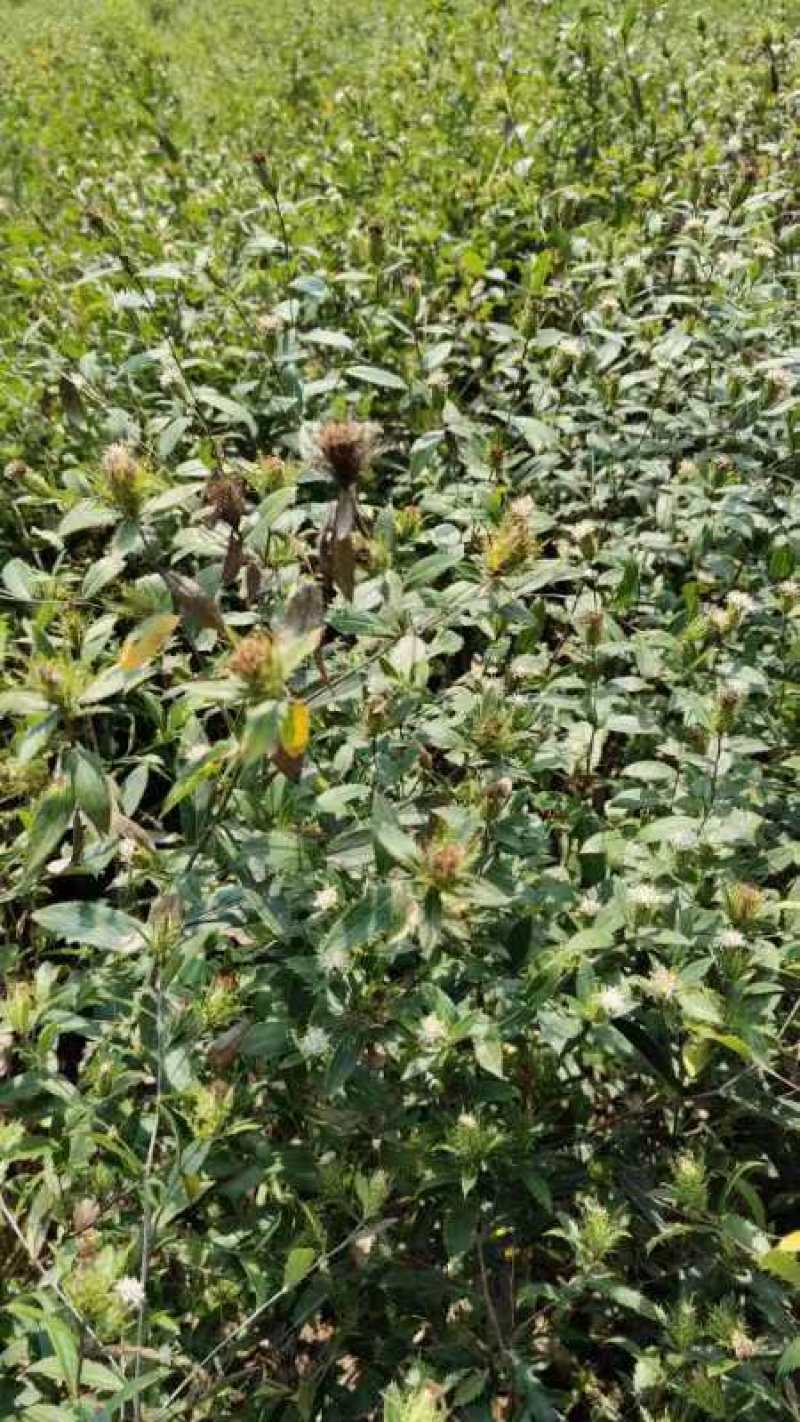 新鲜苍术产地直供长期稳定供应