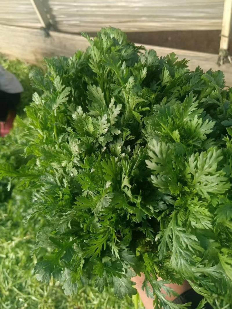 茼蒿菜