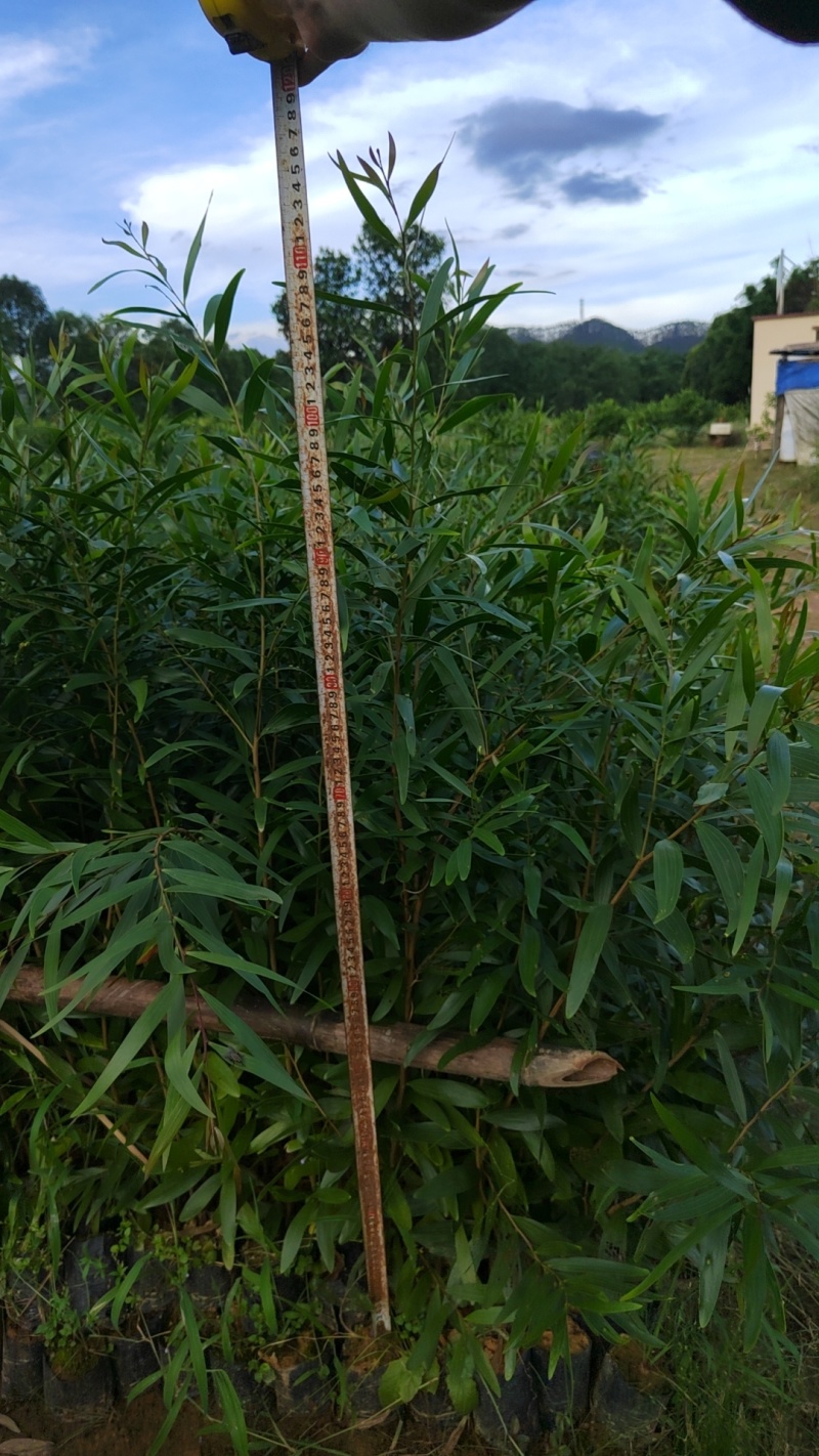 台湾相思