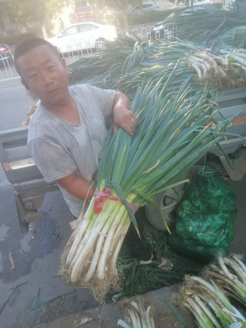 【爆品】山西朔州大葱鸡腿大葱旱地大葱产地直供货源