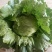 生菜