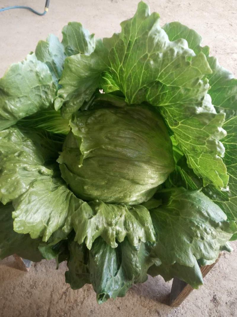 生菜