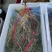 长白山各种规格优质大鲜参。支持线上保障交易。