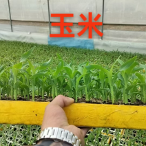 玉米苗量大质优价格优惠一手货源包成活率，支持视频看货