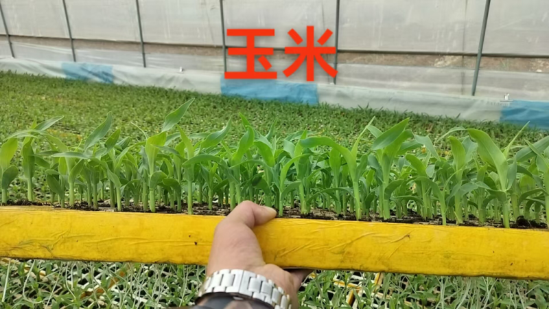 玉米苗量大质优价格优惠一手货源包成活率，支持视频看货