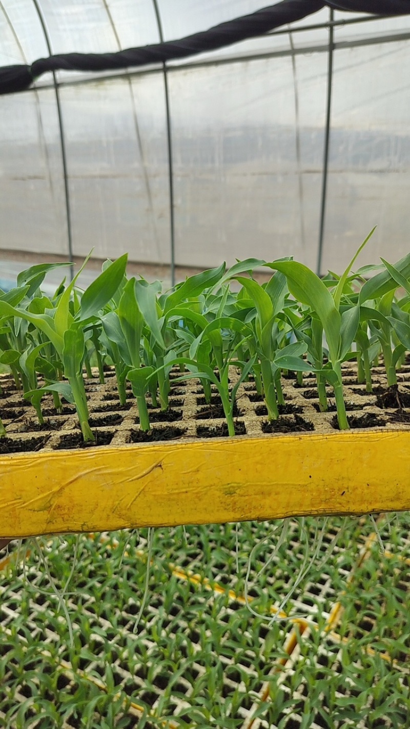 玉米苗量大质优价格优惠一手货源包成活率，支持视频看货