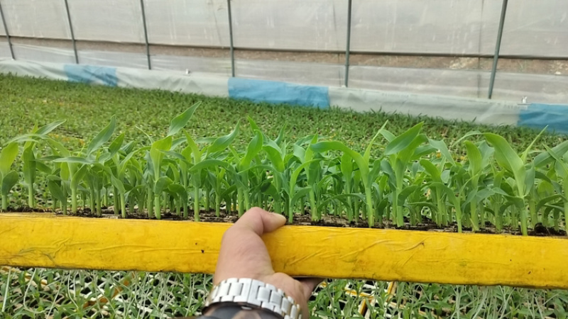 玉米苗量大质优价格优惠一手货源包成活率，支持视频看货