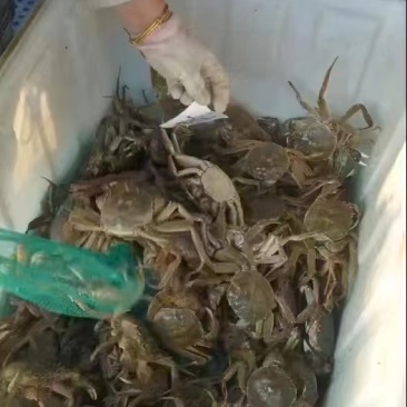 六月黄大闸蟹新货上市质量杠杠有须要老板联系我