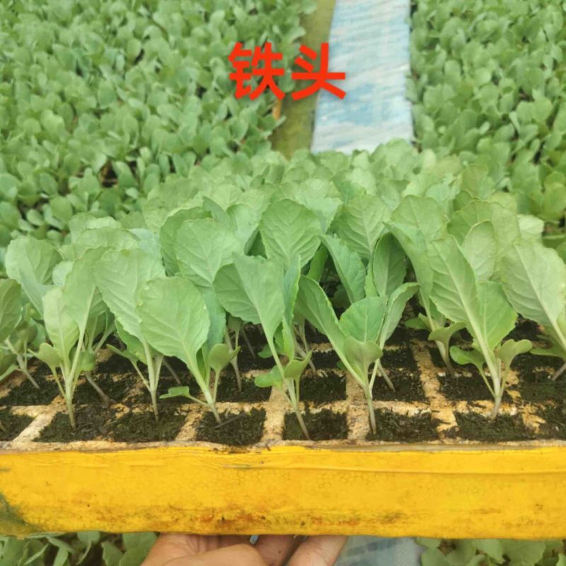 【实力推荐】甘蓝苗量大质优价格优惠一手货源欢迎采购