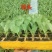 【实力推荐】甘蓝苗量大质优价格优惠一手货源欢迎采购