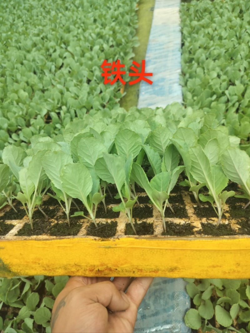 【实力推荐】甘蓝苗量大质优价格优惠一手货源欢迎采购