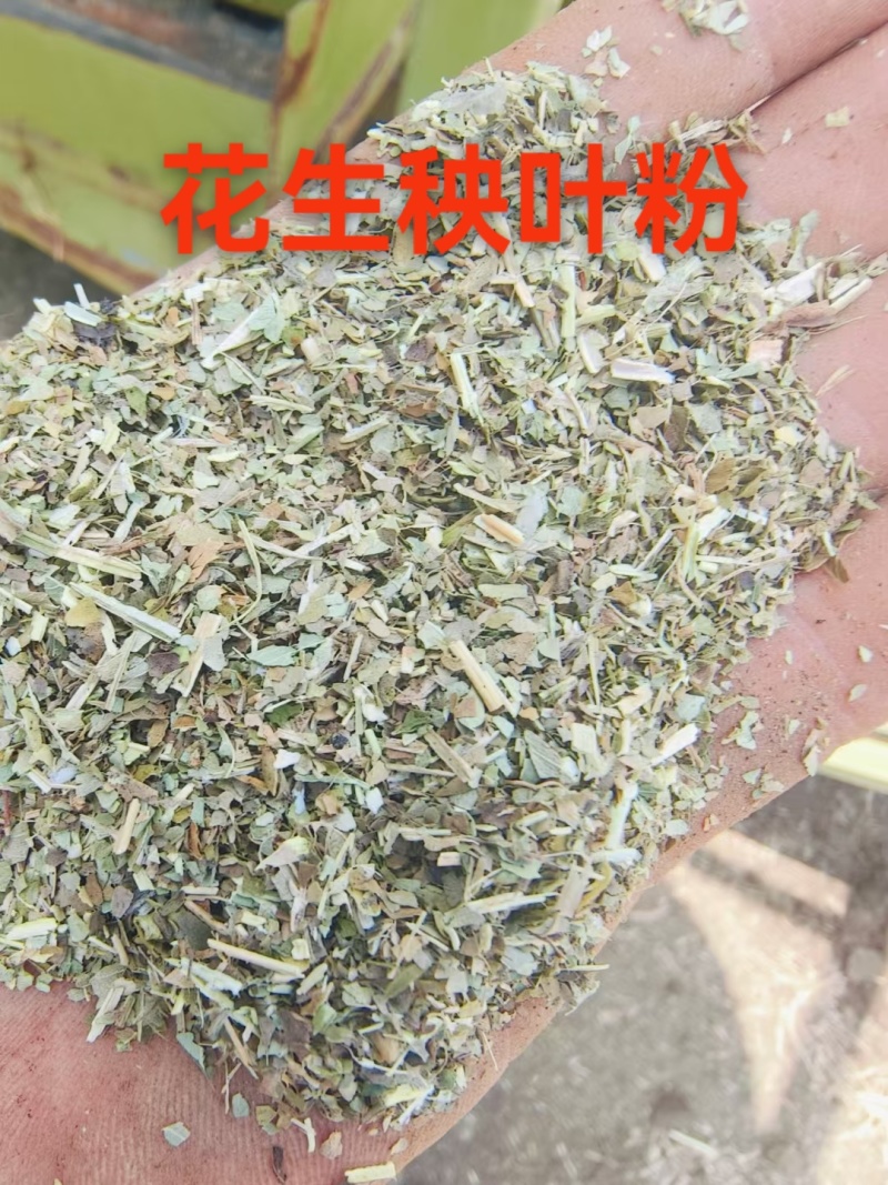 2024纯绿新花生秧