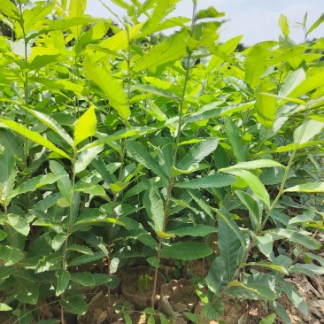 栓皮栎杯苗，麻栎杯苗