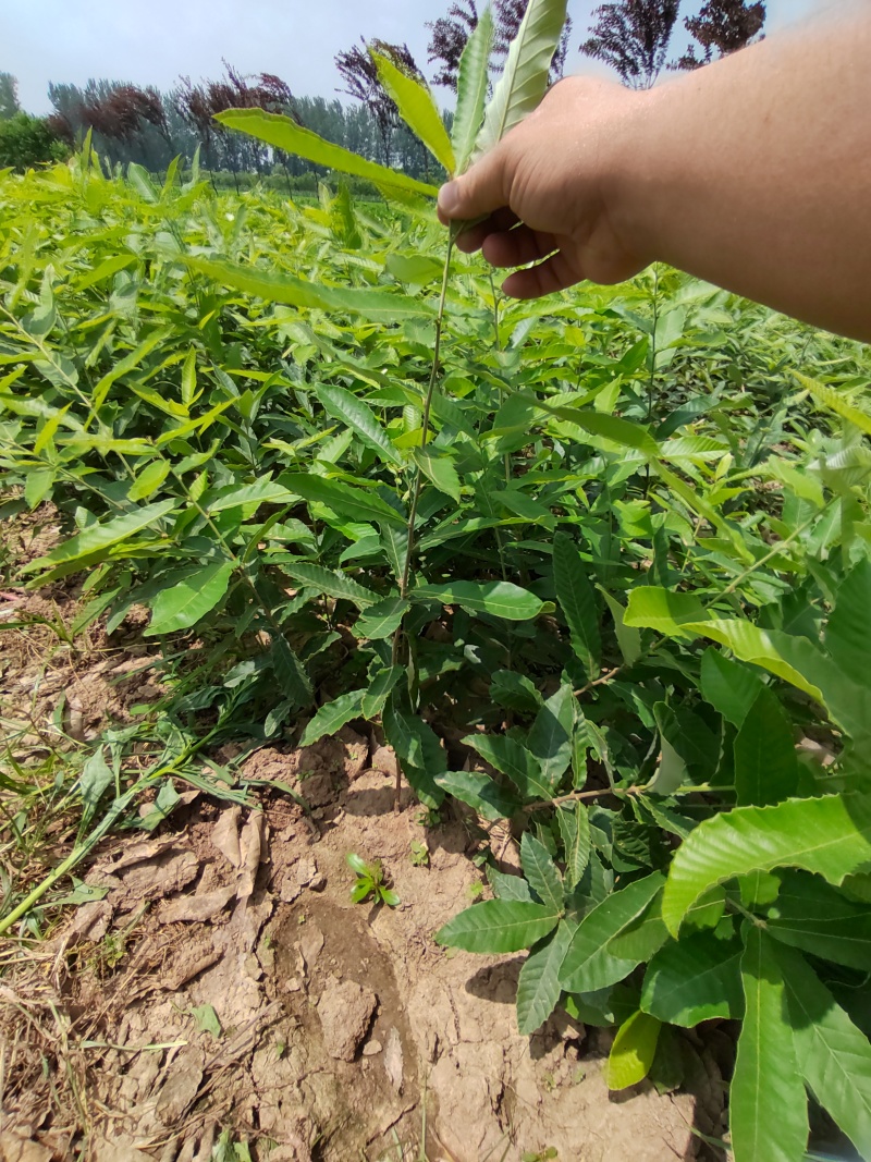 栓皮栎杯苗，麻栎杯苗