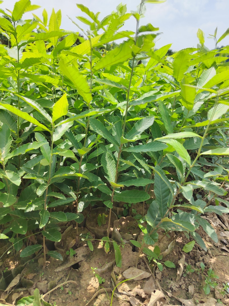 栓皮栎杯苗，麻栎杯苗