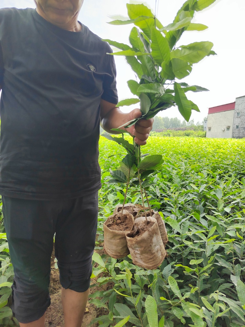 栓皮栎杯苗，麻栎杯苗