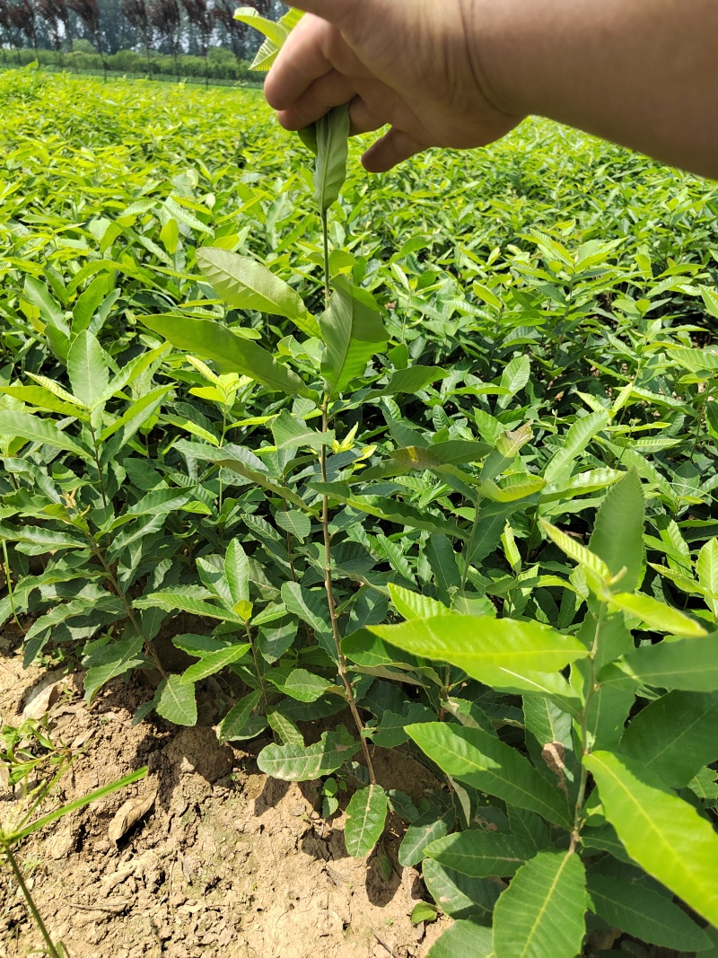 栓皮栎杯苗，麻栎杯苗