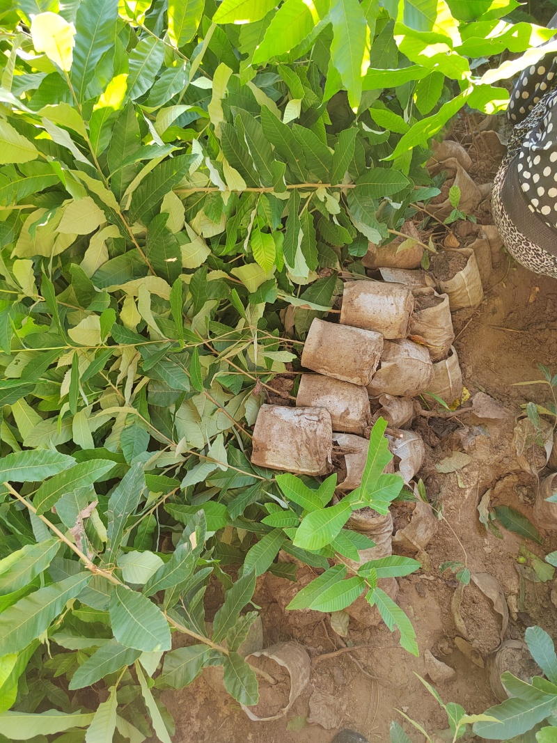 栓皮栎杯苗，麻栎杯苗