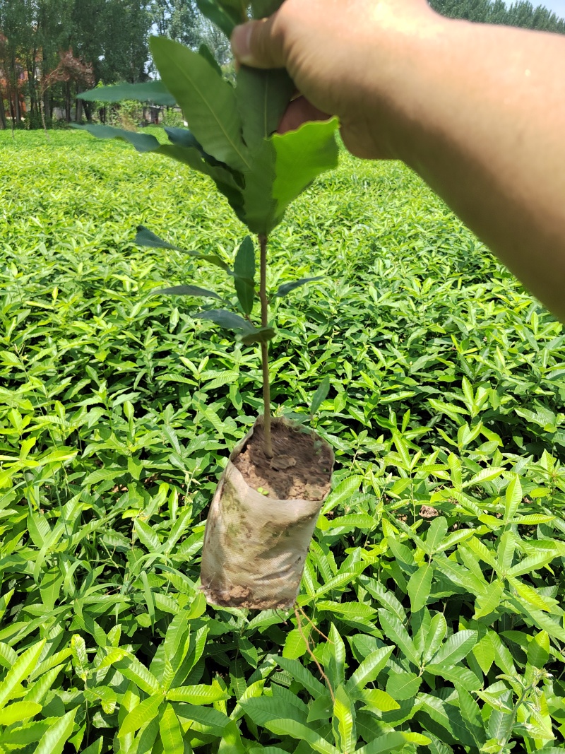 栓皮栎杯苗，麻栎杯苗