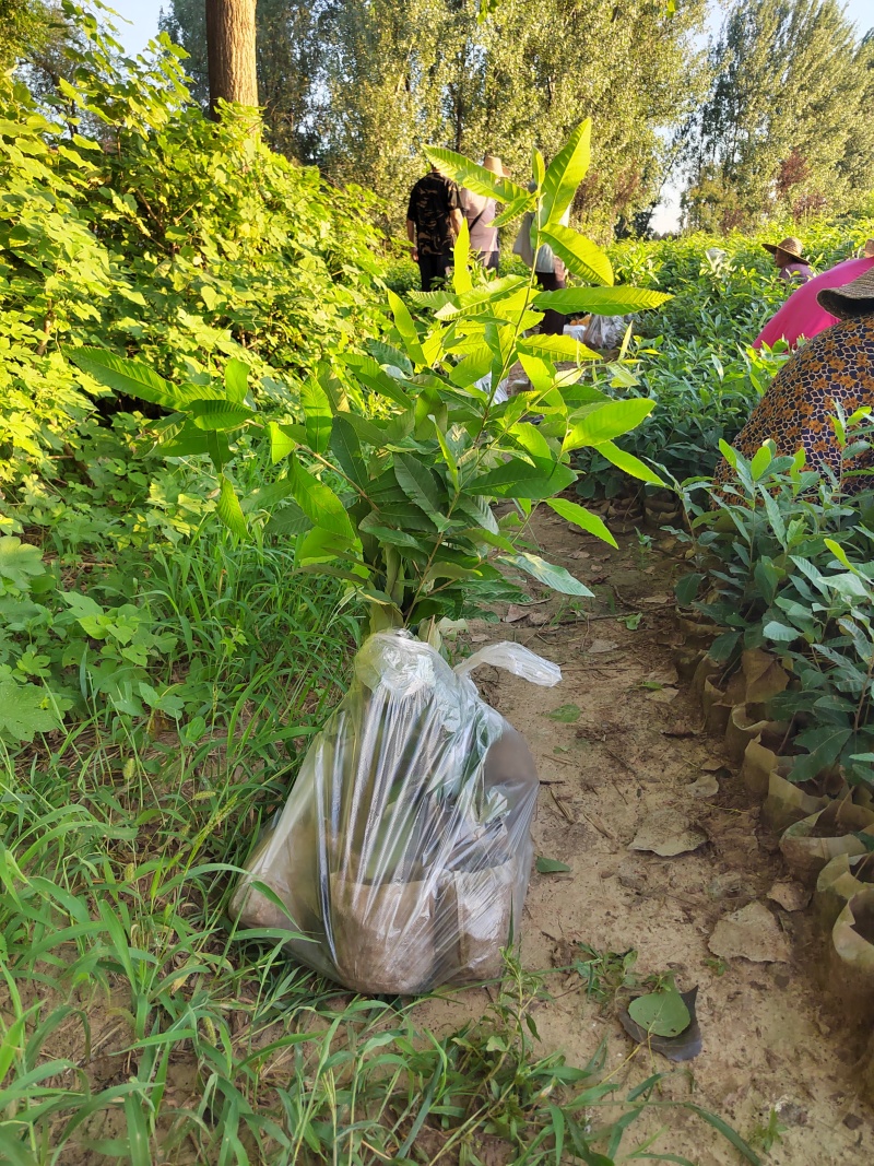 栓皮栎杯苗，麻栎杯苗