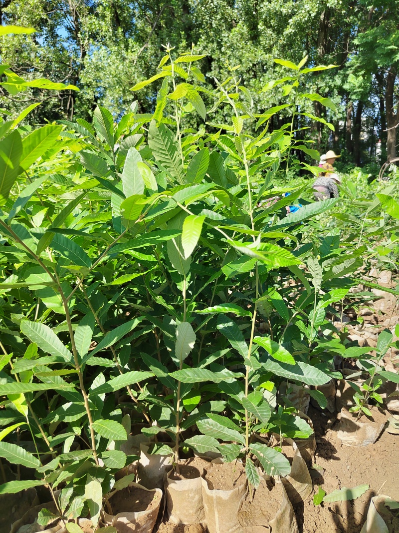 栓皮栎杯苗，麻栎杯苗