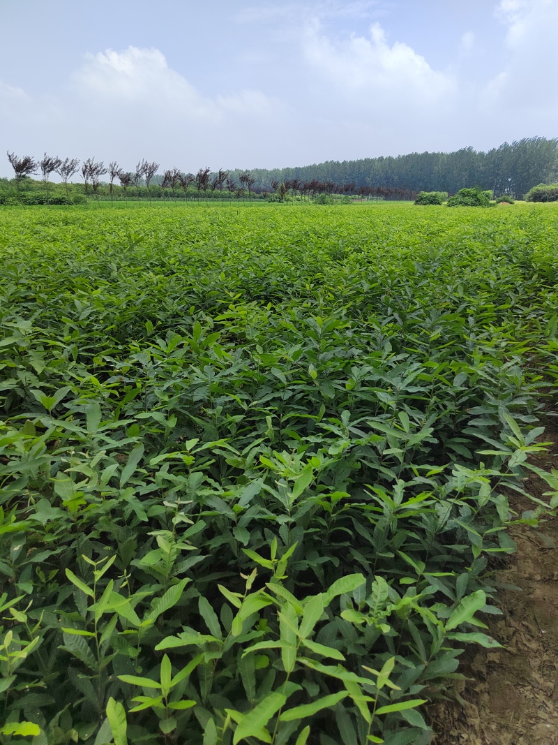 栓皮栎杯苗，麻栎杯苗