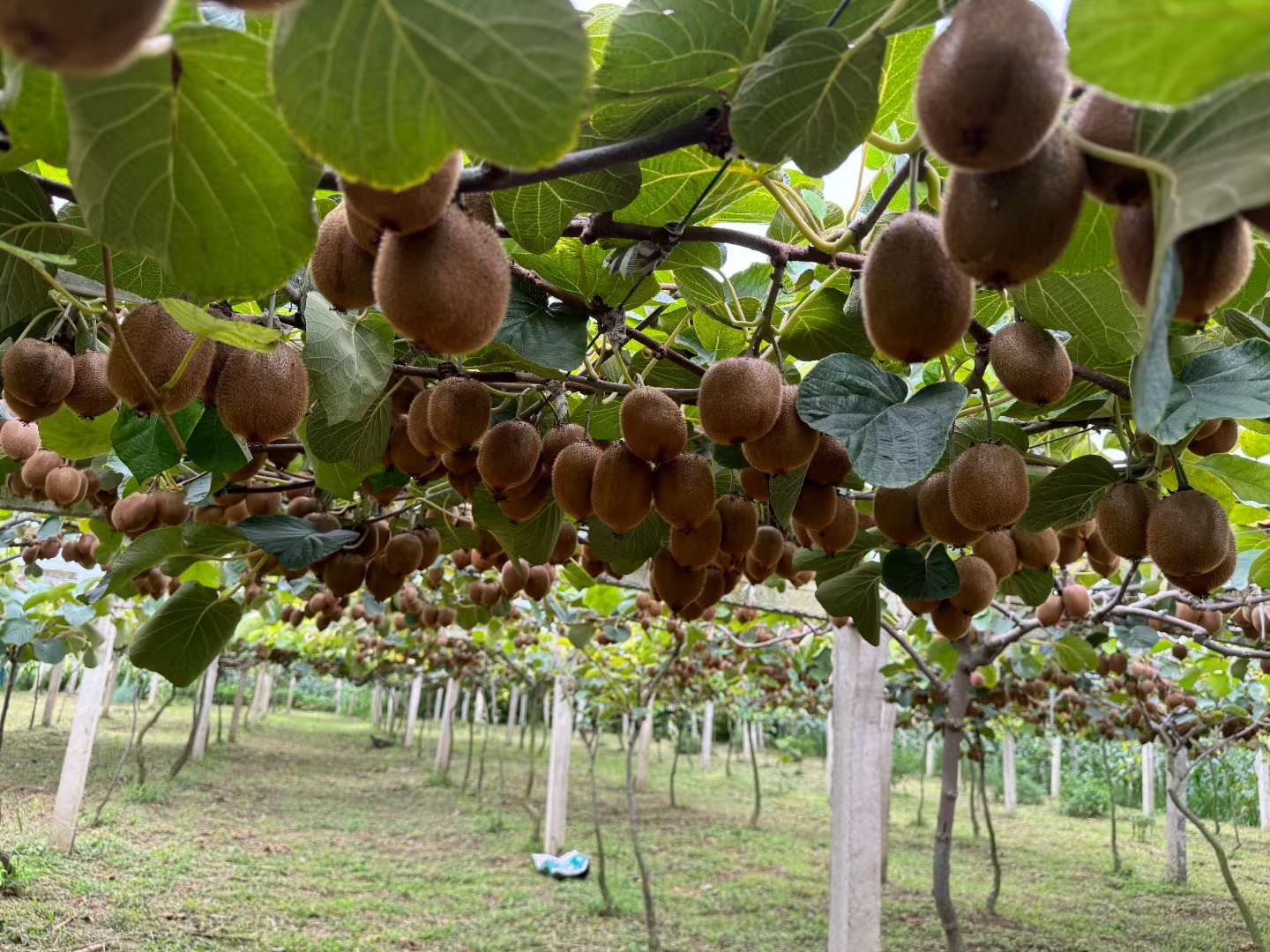 徐香猕猴桃对比图：优质与劣质果实