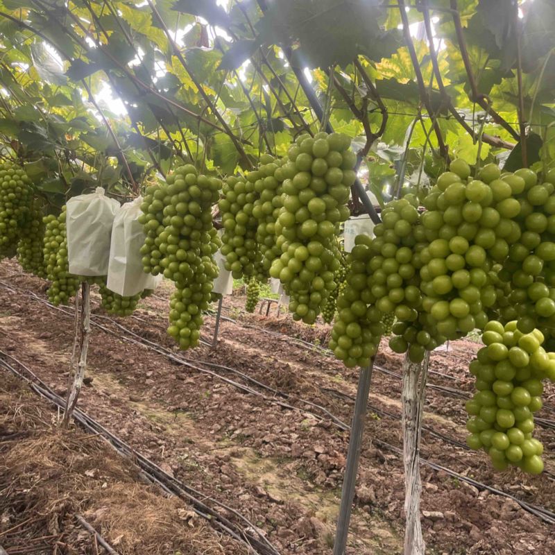 西昌阳光玫瑰大量低糖以够欢迎各位客商资选
