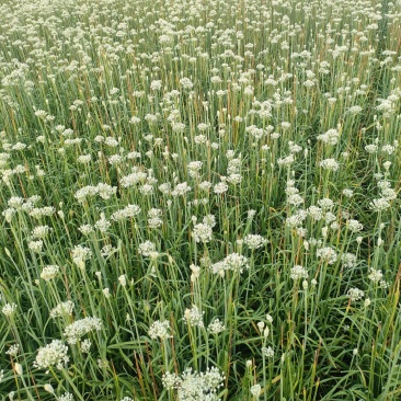 精品韭菜花一手产地货源量大质优可视频看货