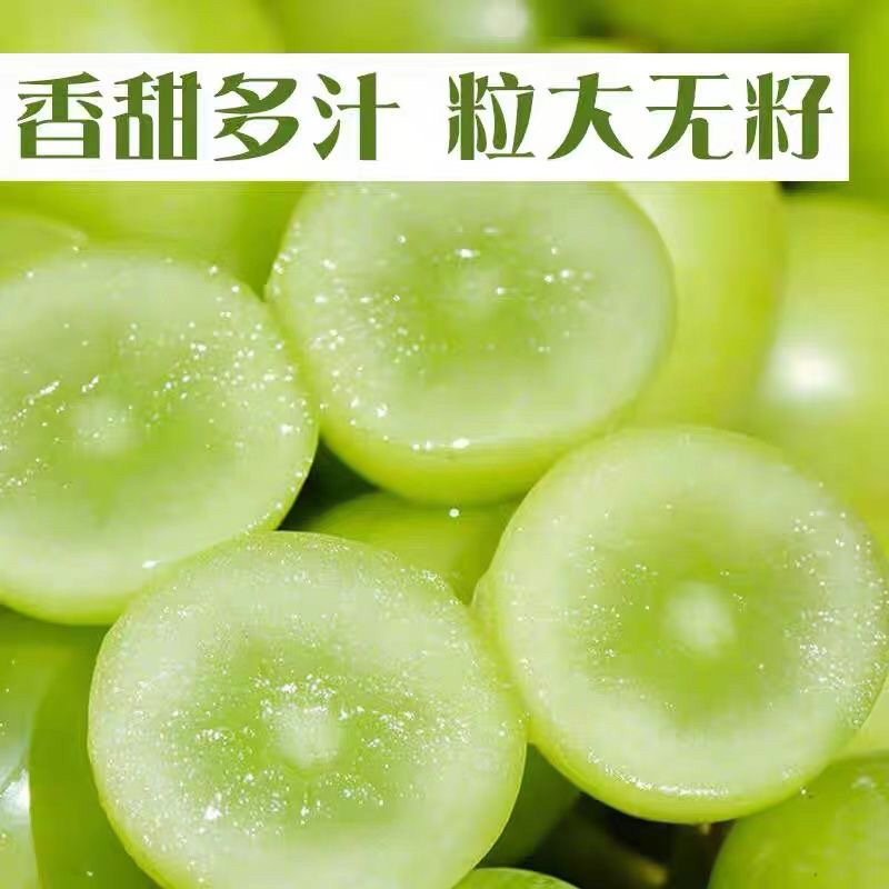【精品】河南阳光玫瑰葡萄价优物美，产地直销欢迎老板合作