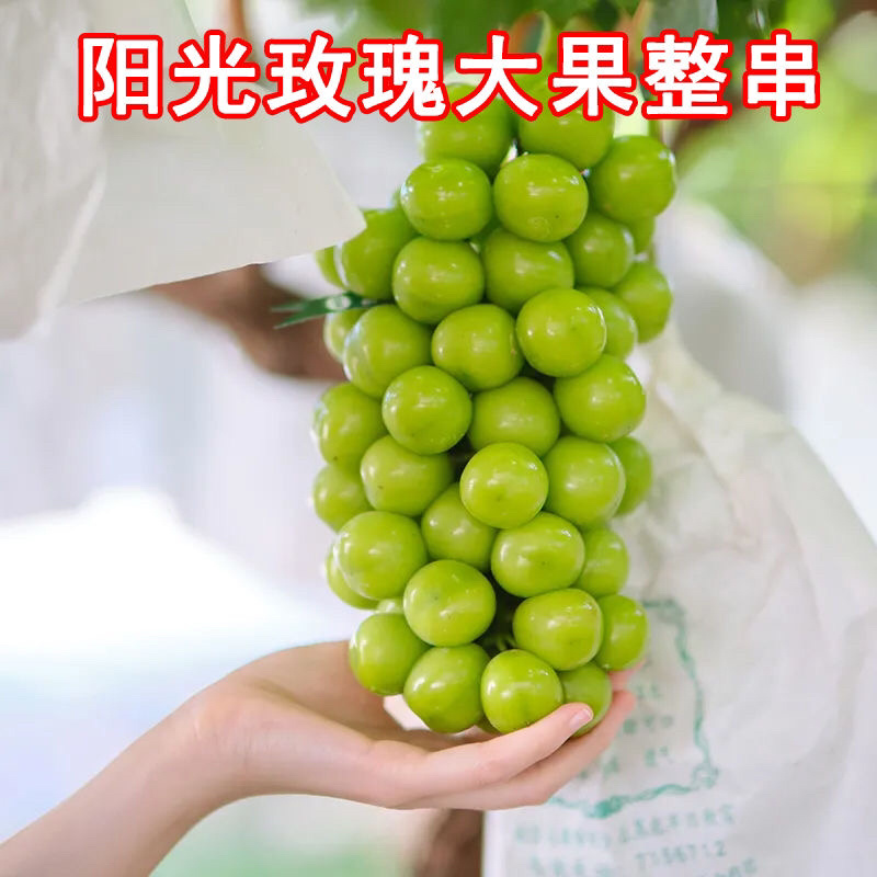 【精品】河南阳光玫瑰葡萄价优物美，产地直销欢迎老板合作