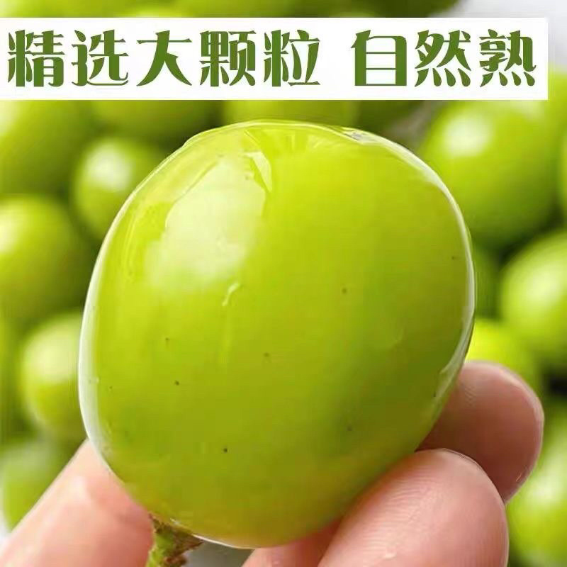 【精品】河南阳光玫瑰葡萄价优物美，产地直销欢迎老板合作