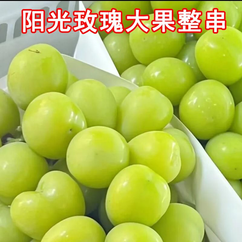 【精品】河南阳光玫瑰葡萄价优物美，产地直销欢迎老板合作
