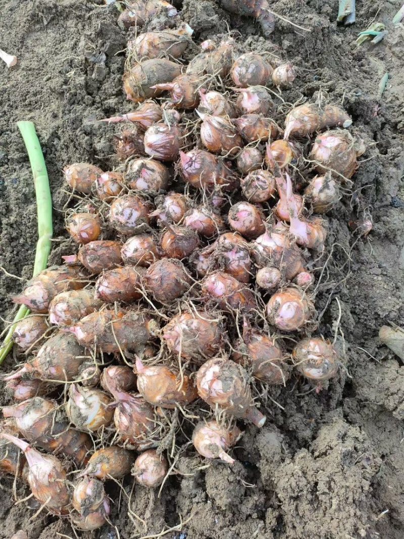 南阳万亩优质红芽芋现已上市，欢迎各位老板前来采购