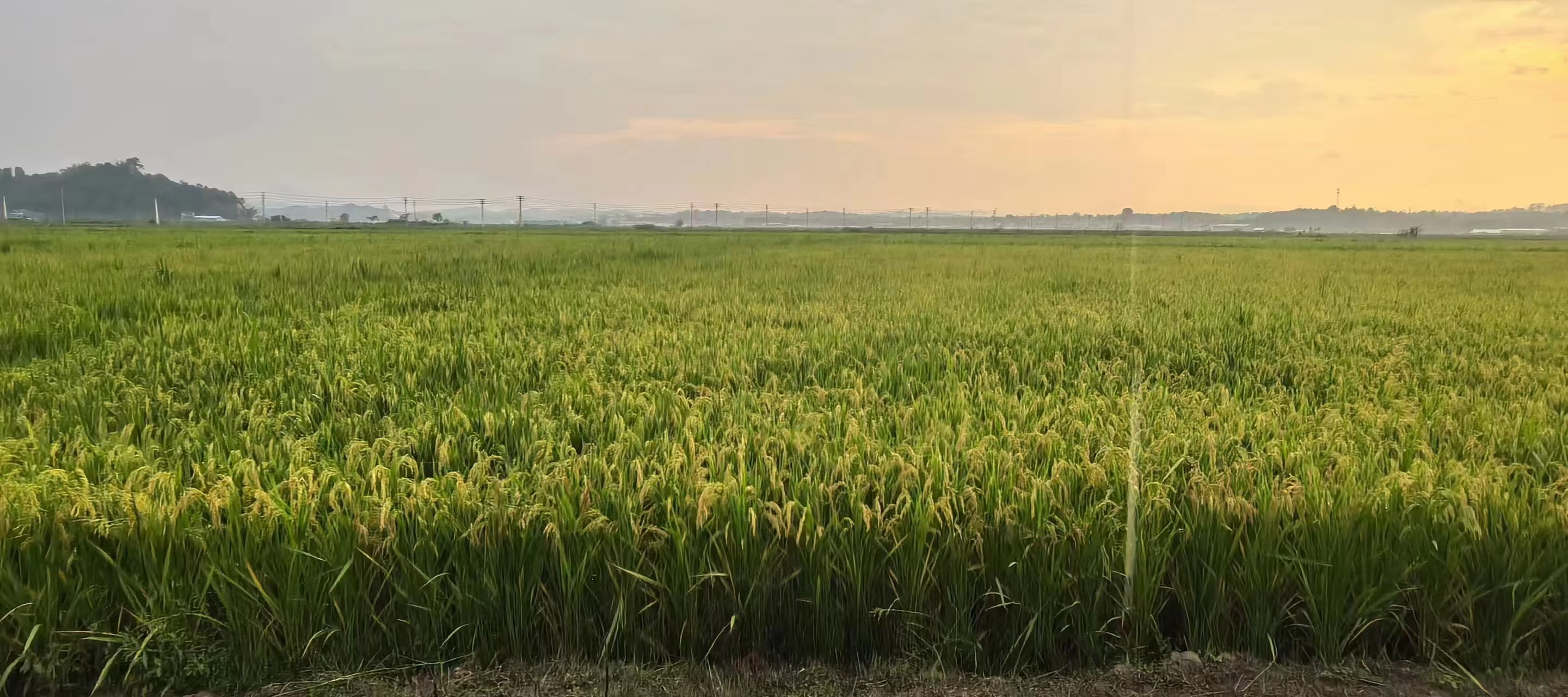东北黑土地上的稻田,在阳光下泛着金黄,远处可见青山环绕 黑土地稻田风光