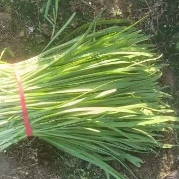 精品韭菜